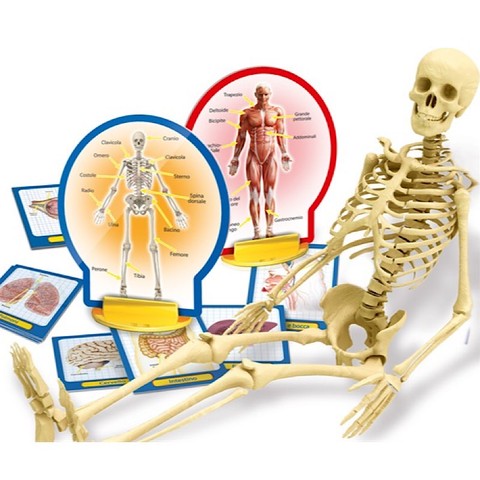 da 7 anni I'M A GENIUS SCOPRI IL CORPO UMANO - Un kit scientifico per conoscere l'anatomia umana!